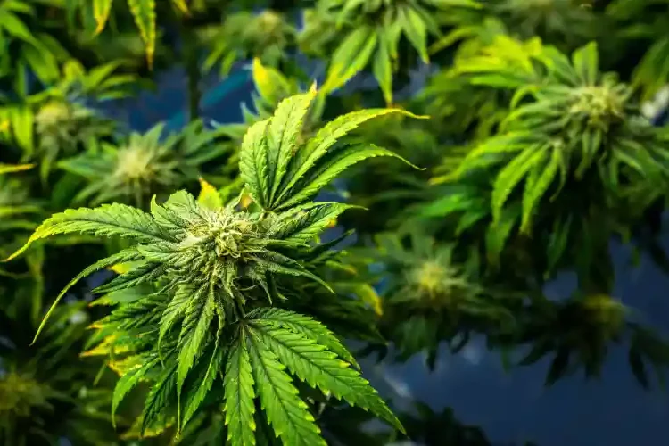 légalisation au Maryland