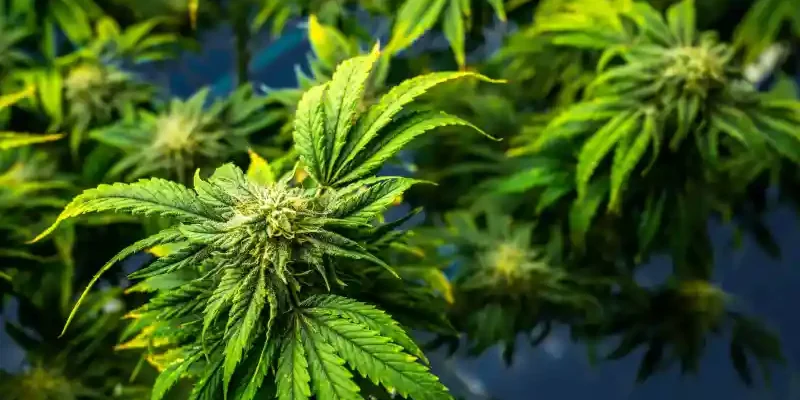 légalisation au Maryland