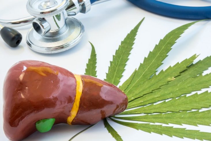 le cannabis pour réduire les dommages au foie causés par l'alcool