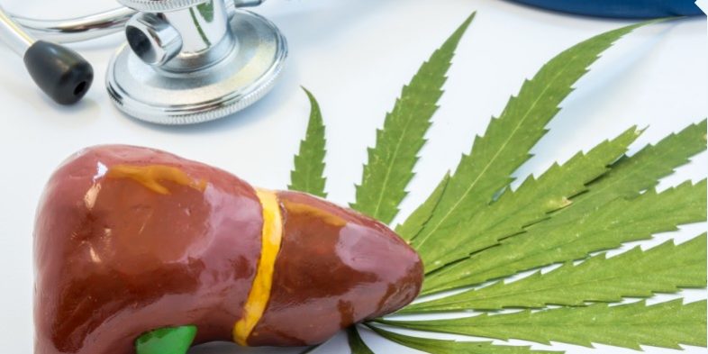le cannabis pour réduire les dommages au foie causés par l'alcool