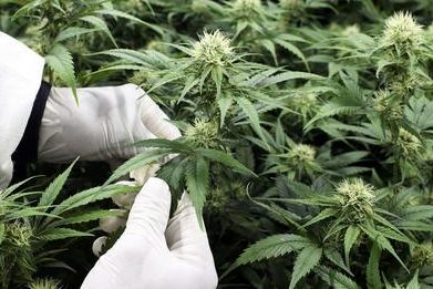 le chanvre fait planer l'espoir d'un monde meilleur jusqu'à l'ONU