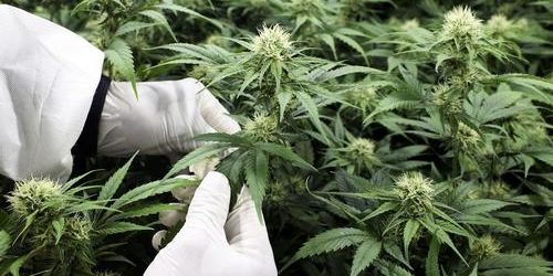 le chanvre fait planer l'espoir d'un monde meilleur jusqu'à l'ONU