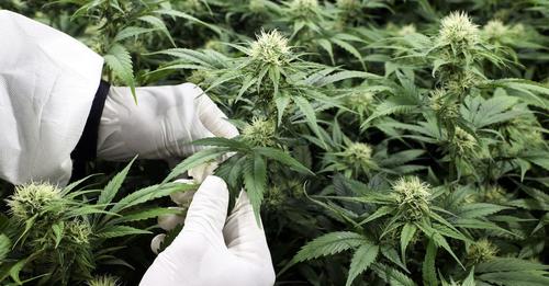 le chanvre fait planer l'espoir d'un monde meilleur jusqu'à l'ONU