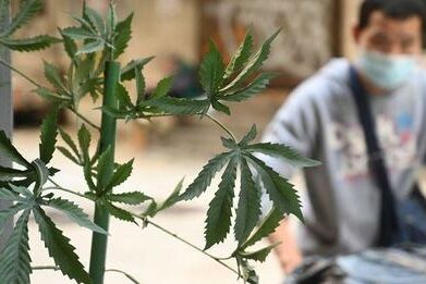 Cannabis-plaidoyer de Benoît Duteurtre