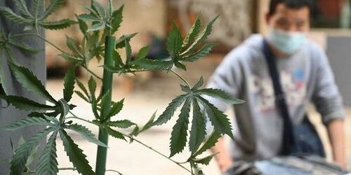 Cannabis-plaidoyer de Benoît Duteurtre