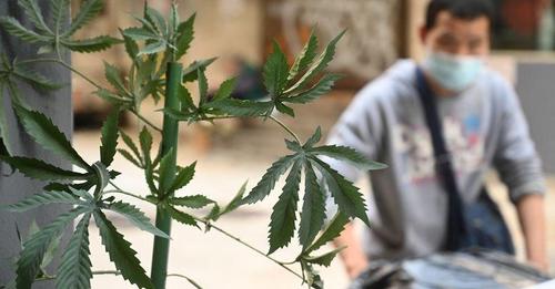 Cannabis-plaidoyer de Benoît Duteurtre