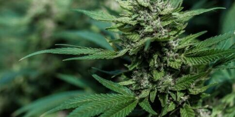 CBD et cannabis médical