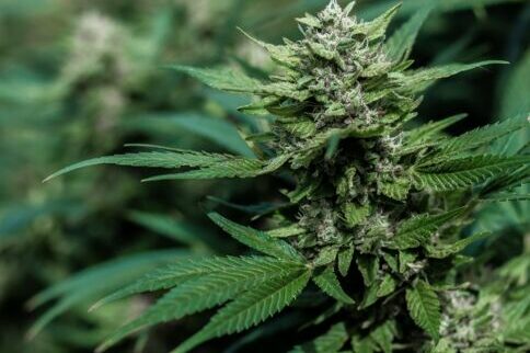 CBD et cannabis médical