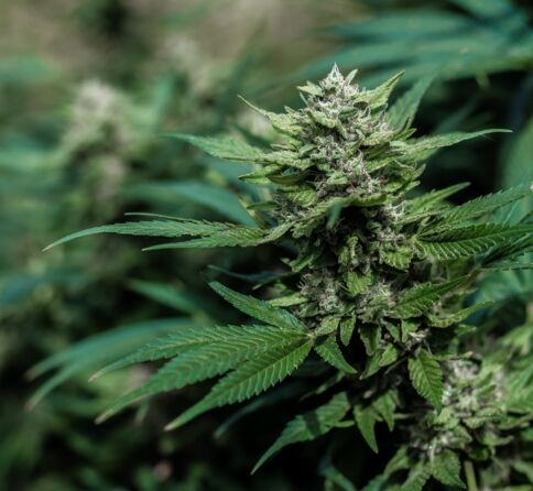 CBD et cannabis médical