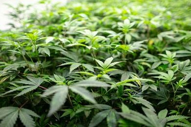 Cannabis - l'explosion des plantations illégales à domicile