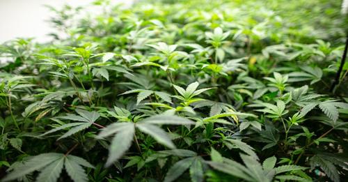 Cannabis - l'explosion des plantations illégales à domicile