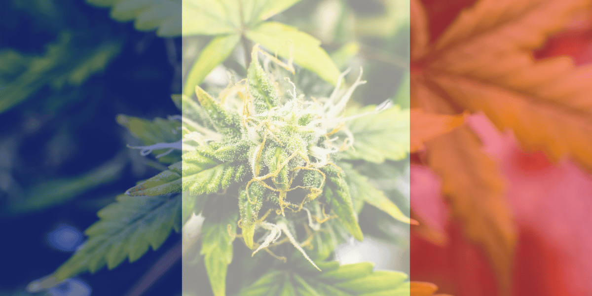 France-légalisation du cannabis