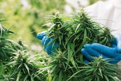 La légalisation du cannabis n'entraîne pas une augmentation des psychoses