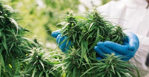 La légalisation du cannabis n'entraîne pas une augmentation des psychoses