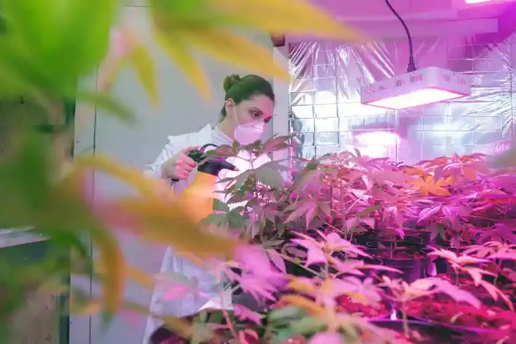 Pennsylvanie- agriculteurs-cannabis médical