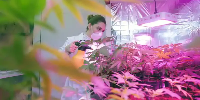 Pennsylvanie- agriculteurs-cannabis médical