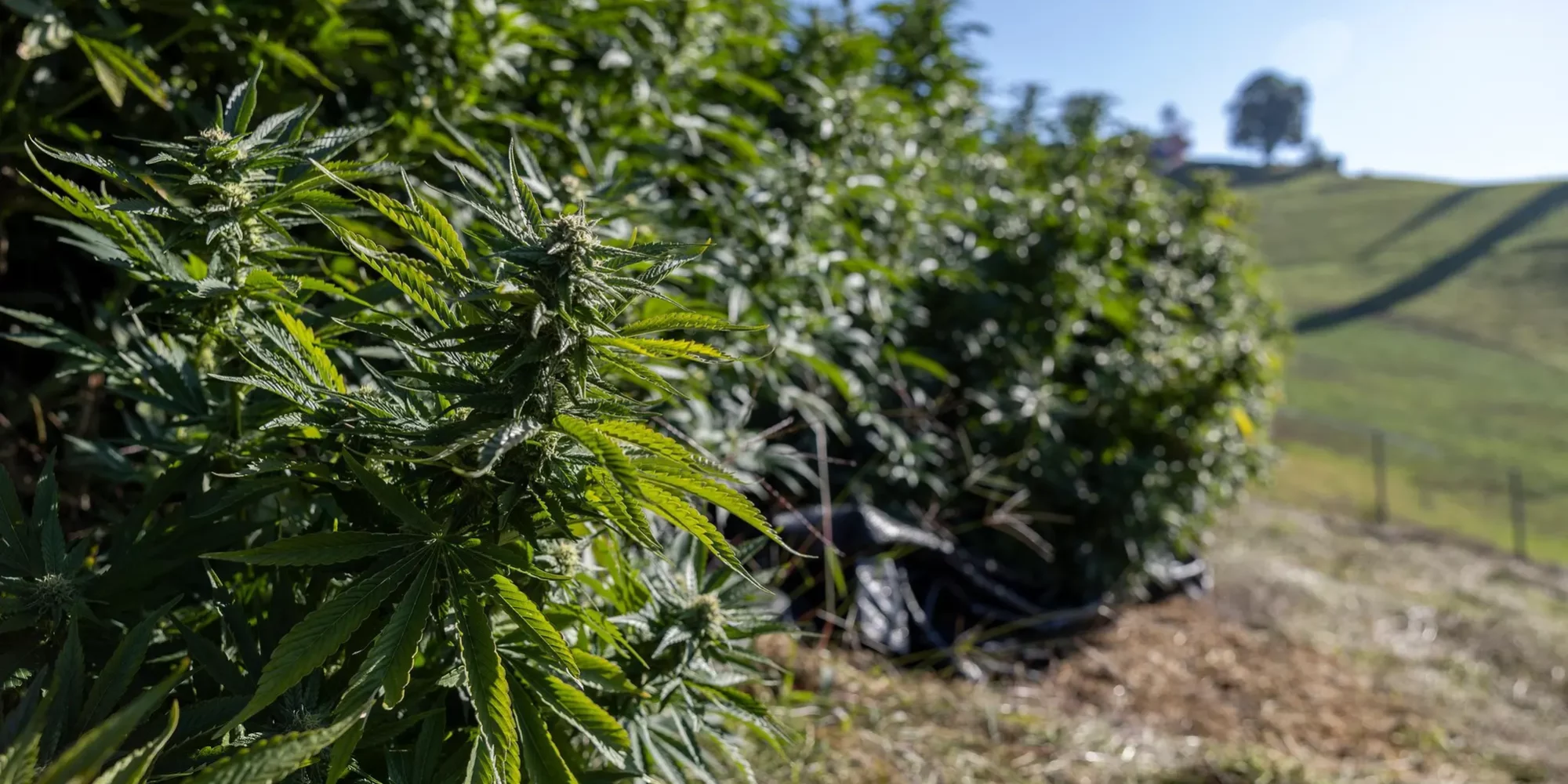 Suisse-Vaud soutient l'essai pilote de la vente de cannabis