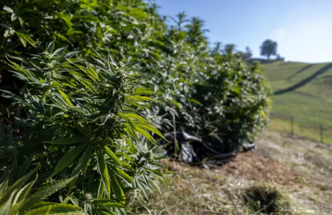 Suisse-Vaud soutient l'essai pilote de la vente de cannabis