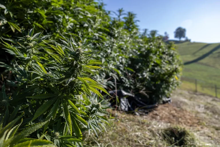 Suisse-Vaud soutient l'essai pilote de la vente de cannabis