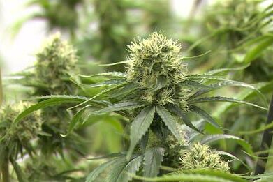 cannabis médical en Suisse