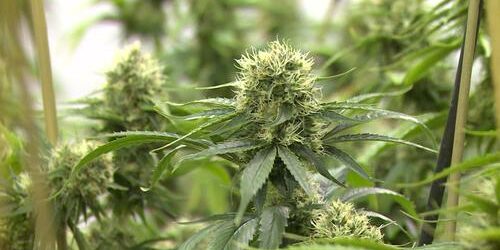 cannabis médical en Suisse