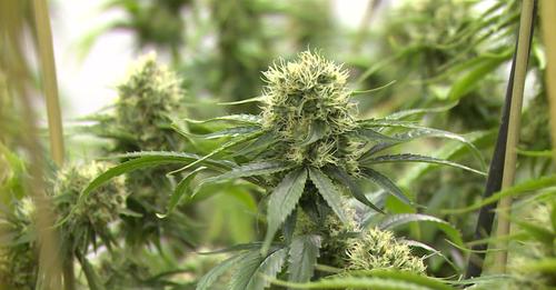 cannabis médical en Suisse