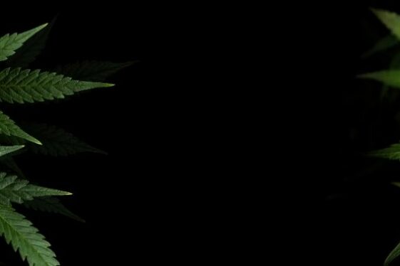 cannabis-Sidney university