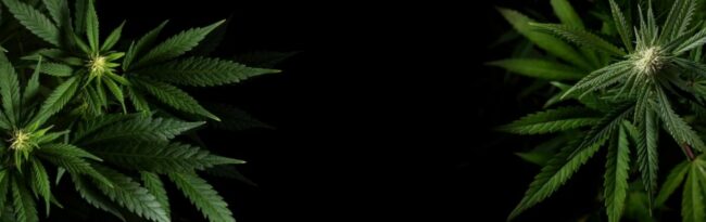 cannabis-Sidney university