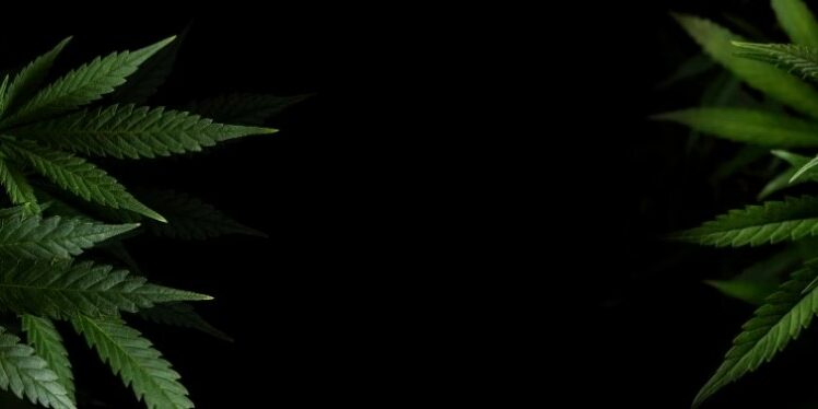 cannabis-Sidney university cannabis-Sidney university