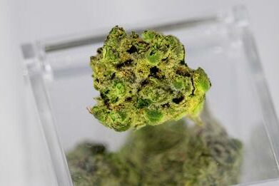 cannabis contre la douleur chronique