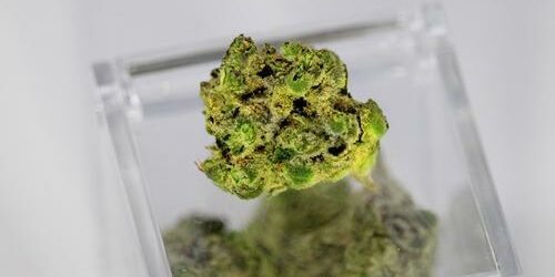 cannabis contre la douleur chronique