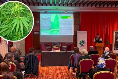 cannabis médical au Maroc