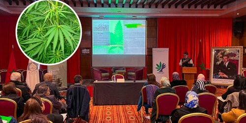 cannabis médical au Maroc