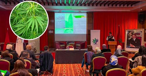 cannabis médical au Maroc