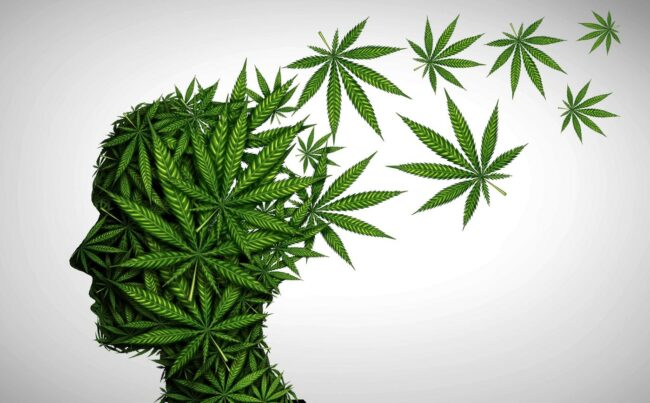 Légalisation du cannabis : pas d’augmentation de la prévalence des psychoses
