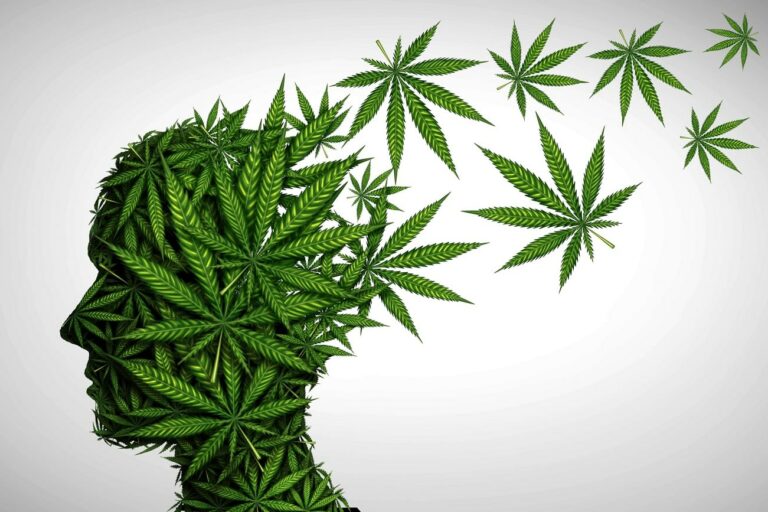 Légalisation du cannabis : pas d’augmentation de la prévalence des psychoses