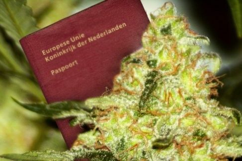 expérimentation cannabis légal au Pays-Bas