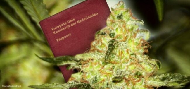 expérimentation cannabis légal au Pays-Bas