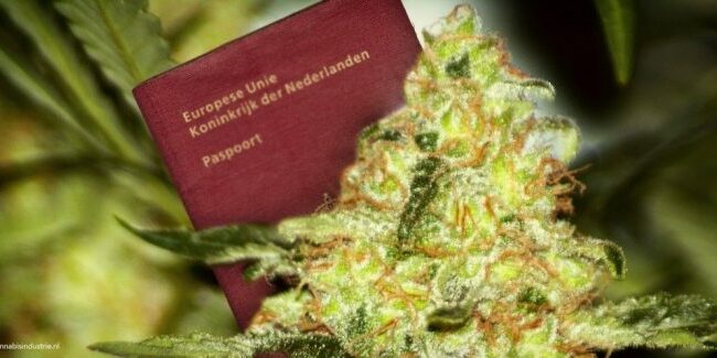 expérimentation cannabis légal au Pays-Bas