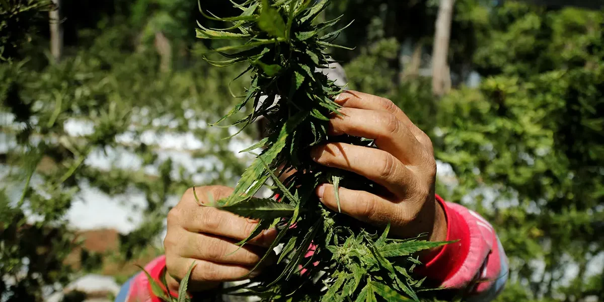 festival du cannabis au Paraguay
