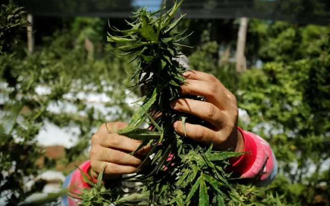 festival du cannabis au Paraguay