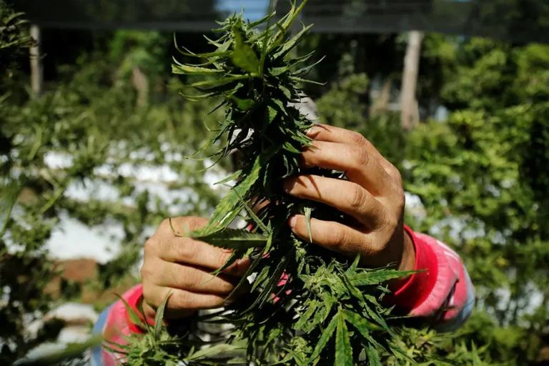 festival du cannabis au Paraguay