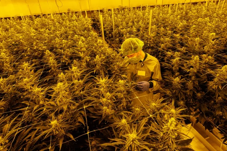 légalisation du cannabis en Allemagne