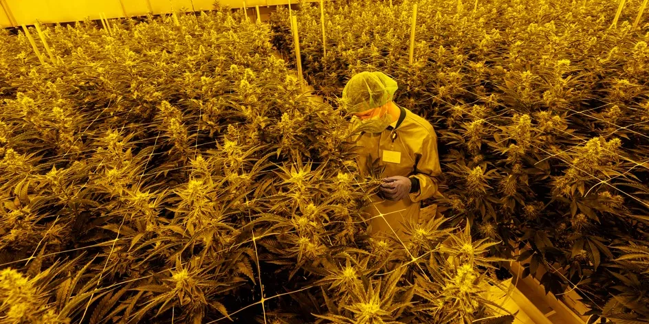 légalisation du cannabis en Allemagne