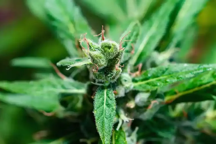 licences au Missouri