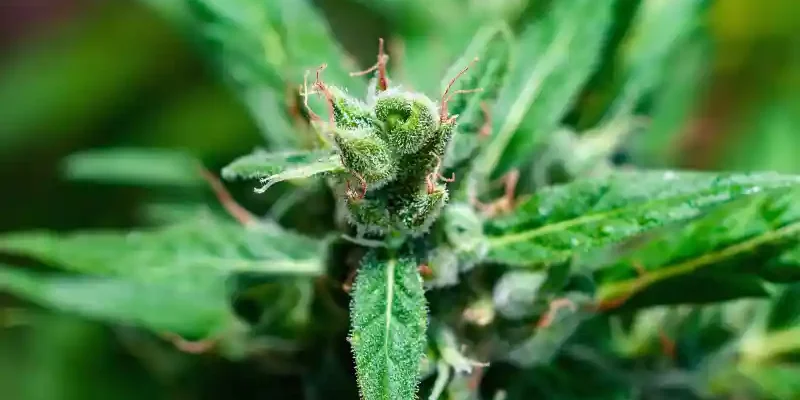 licences au Missouri