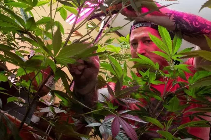 Autoriser quatre plants de cannabis à la maison