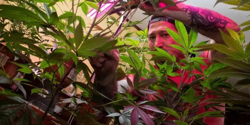 Autoriser quatre plants de cannabis à la maison