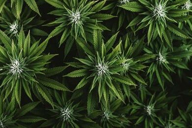 Belgique, et si on dépénalisé le cannabis