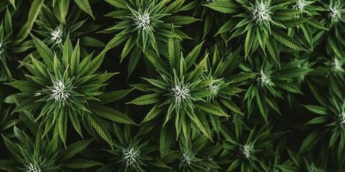 Belgique, et si on dépénalisé le cannabis